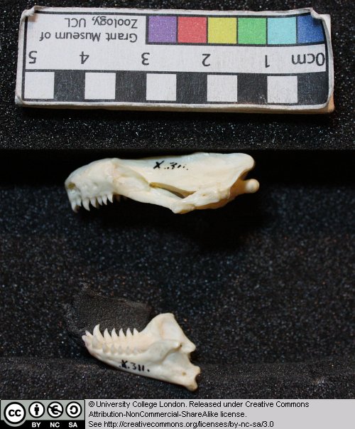 5.7 Amphisbaena skull