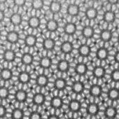 A high resolution electron micrograph of mesoporous silica