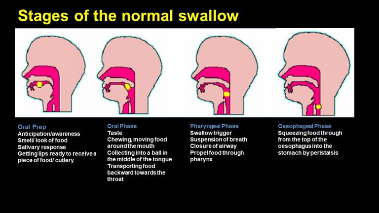 Swallowing