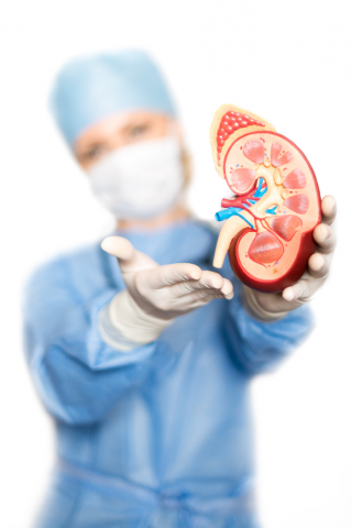Woman in surgical gown holding up a plastic kidney