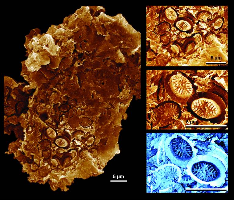 Microscopic plankton cell-wall coverings preserved as “ghost” fossil impressions, pressed into the surface of ancient organic matter (183 million years old). The images show the impressions of a collapsed cell-wall covering (a coccosphere) on the surface 