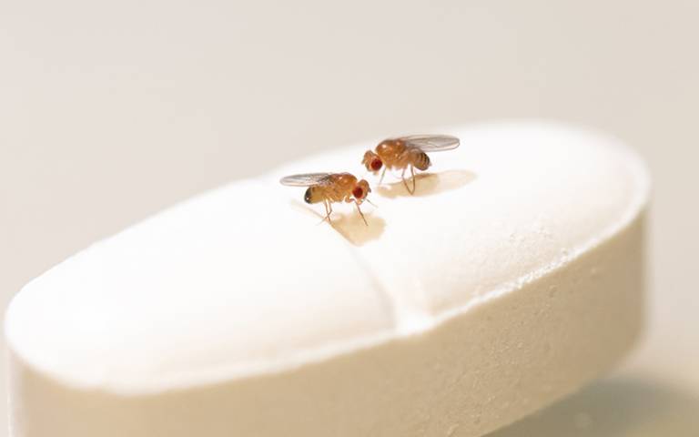 Fruit fly image
