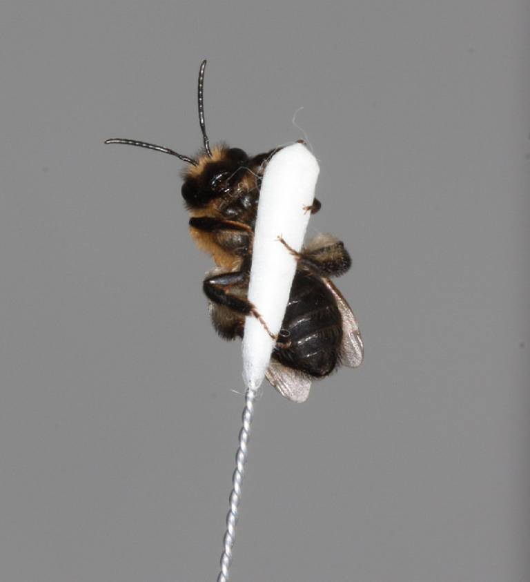 Bee on Swab by Morgana Vianna
