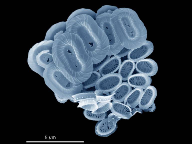 New ocean plankton species named after BBC's Blue Planet series | UCL News  - UCL – University College London