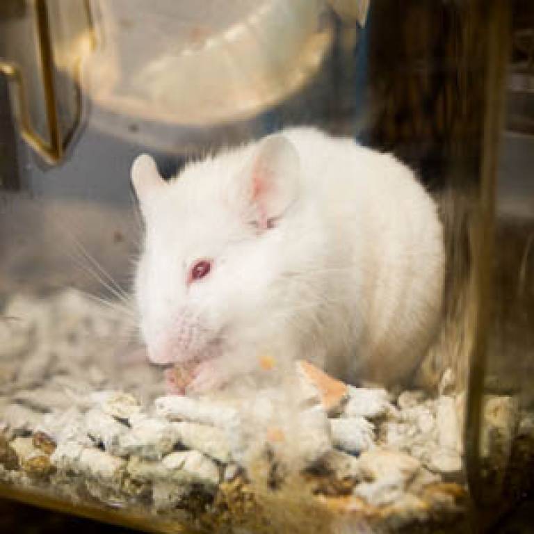 Mice without p110delta survived cancer significantly longer