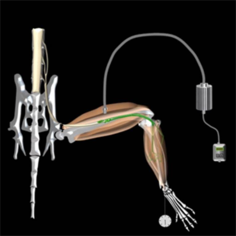 Diagram of optical muscle control system