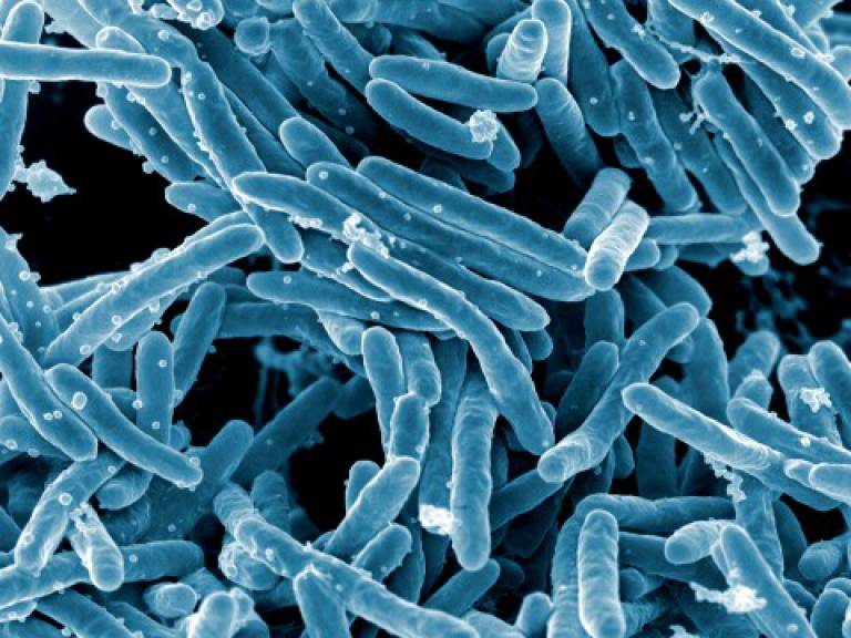 Tuberculosis bacteria