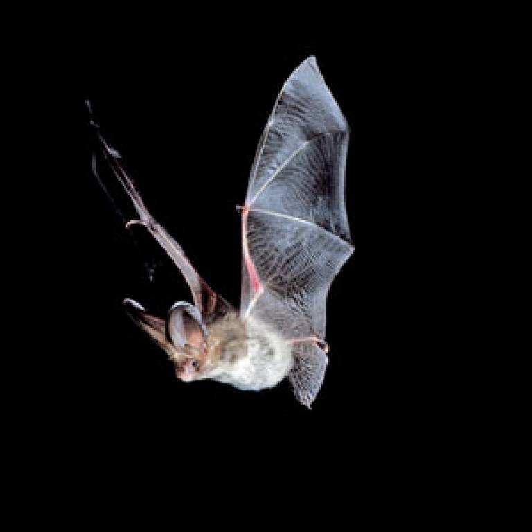 Sussex professor calls for sticky fly traps to be regulated, in effort to  protect rare bats : Broadcast: News items : University of Sussex