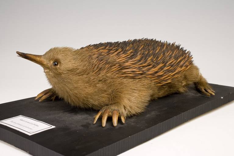 Grant Museum of Zoology embarks on a major taxidermy conservation project |  UCL News - UCL – University College London