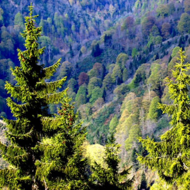 A mixed forest in Turkey
