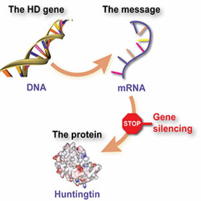 Gene silencing and Huntington’s disease