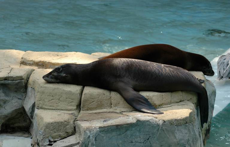 Lazy seals