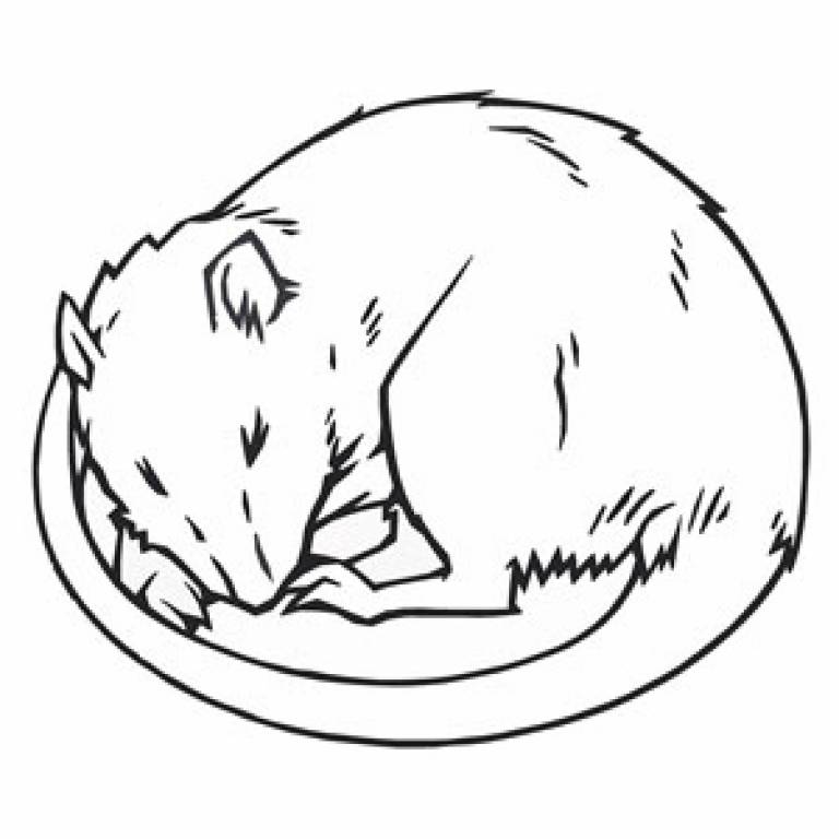 Illustration of sleeping rat