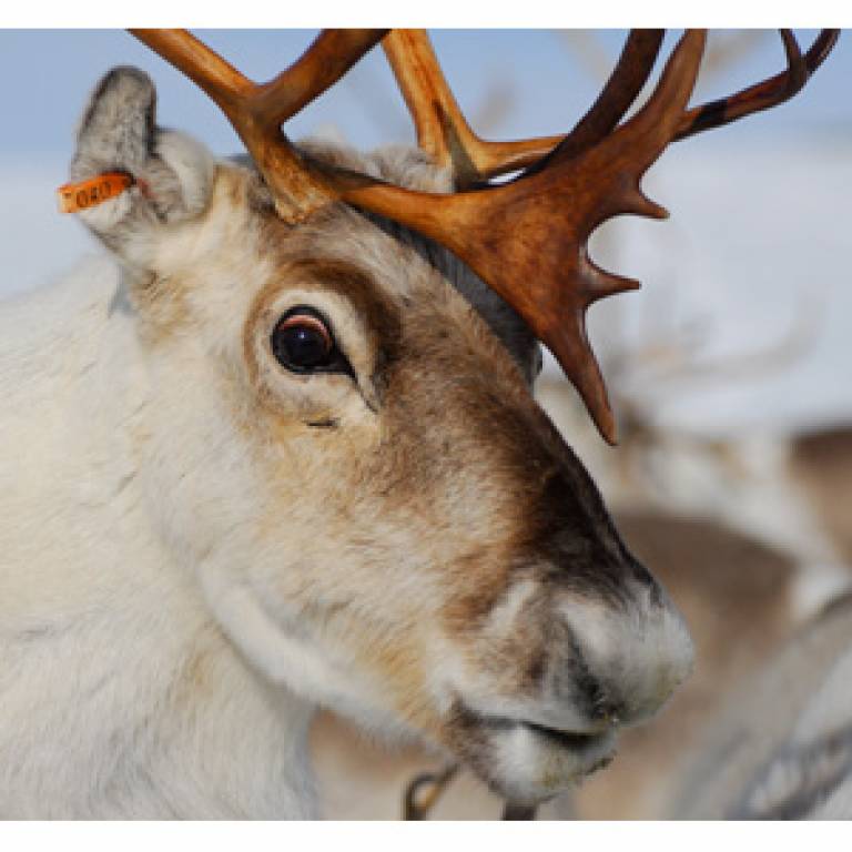 Reindeer eye