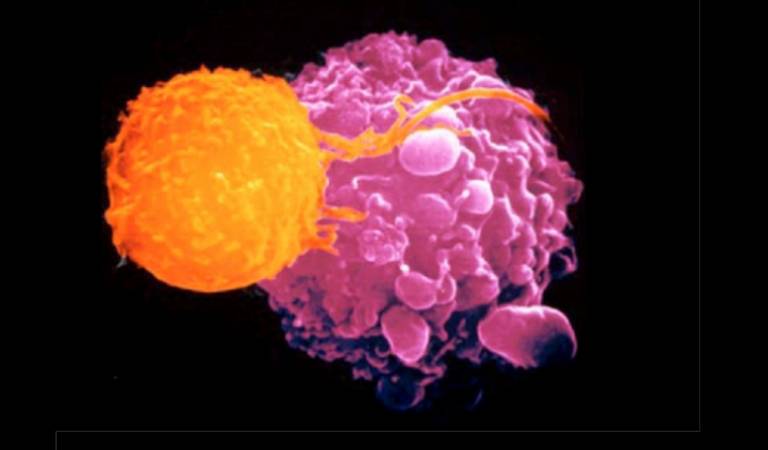 T Cell targeting of cancer