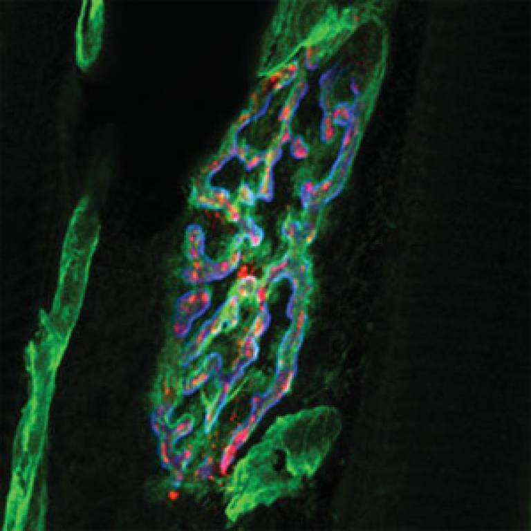 Image showing how tetanus neurotoxin (red) binds to areas rich in nidogen-2 (green)