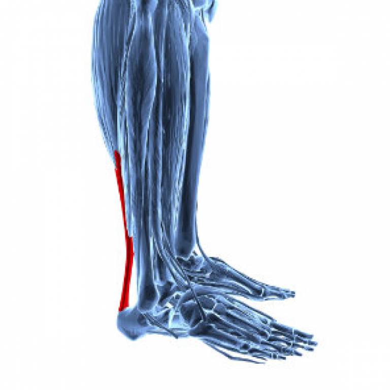 Volunteers needed for study on the Achilles tendon