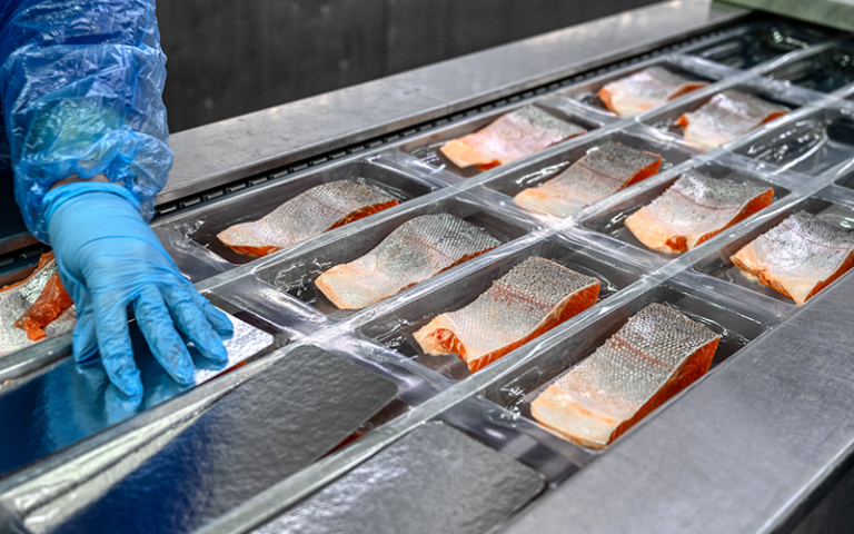 The worker places the pieces and wedges of salmon by hand in the conveyor in the trays for vacuum packing.