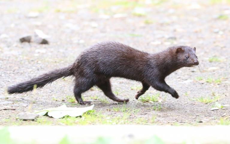American mink in Scotland