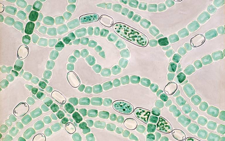 anabene cylindrica filamentous cyanobacterium