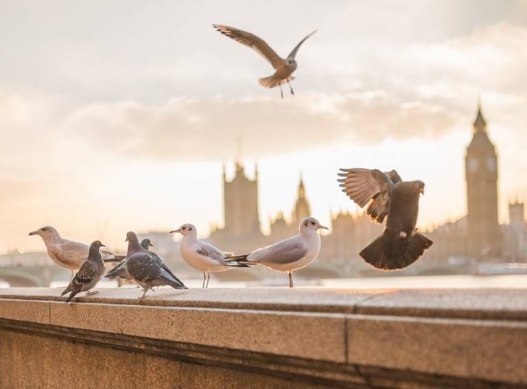 London pigeons