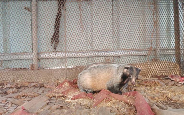 Asian badger on farm in South Korea