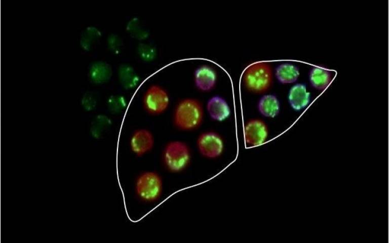 Liver based T cells during autophagy 