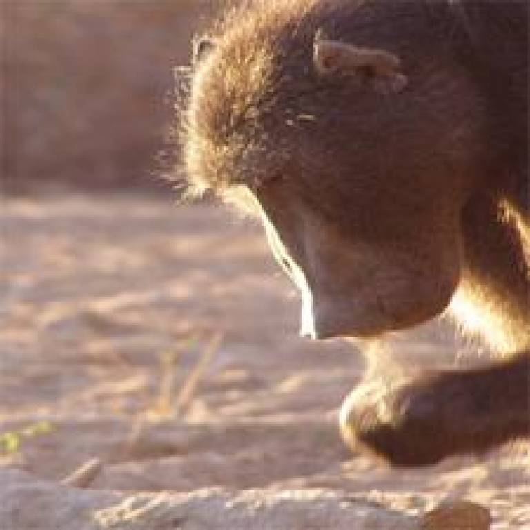 Baboon Leader Foraging