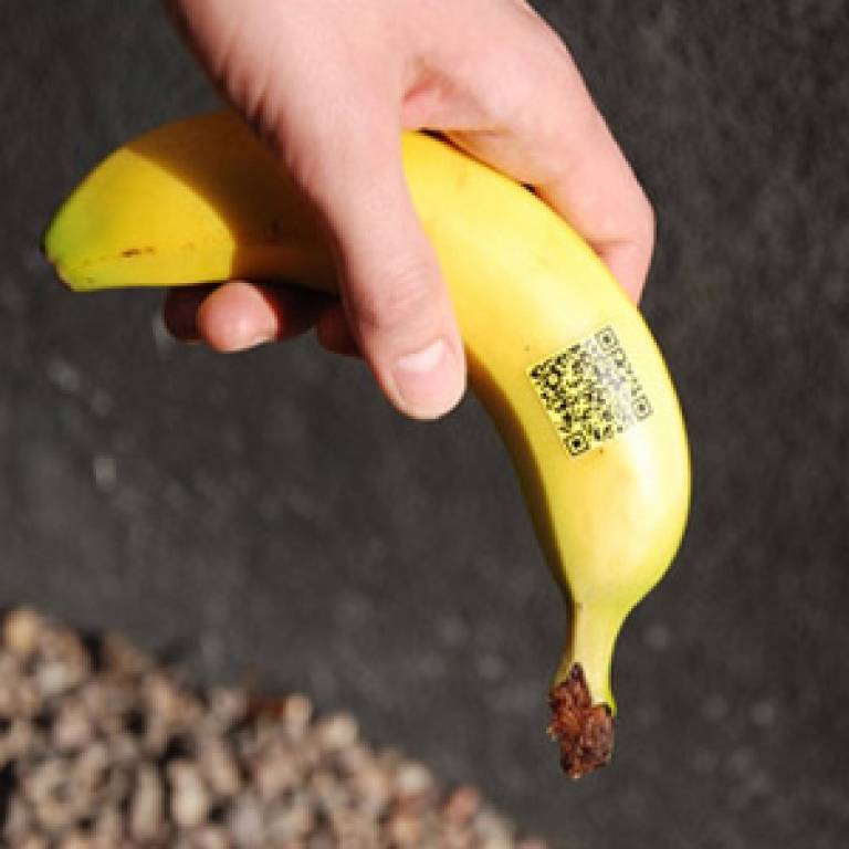 Banana QR code