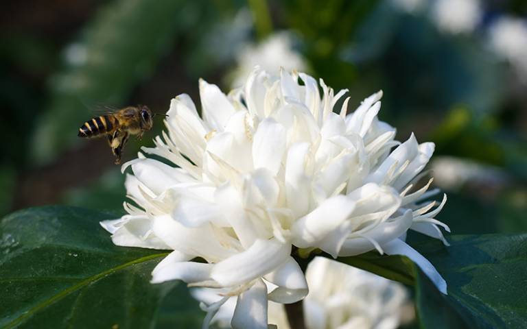 Bee and coffee plant flower