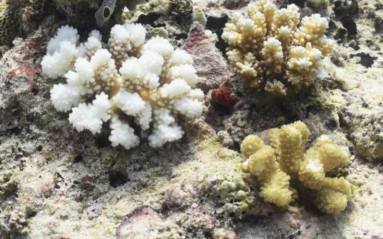 Bleached coral in the Indian Ocean