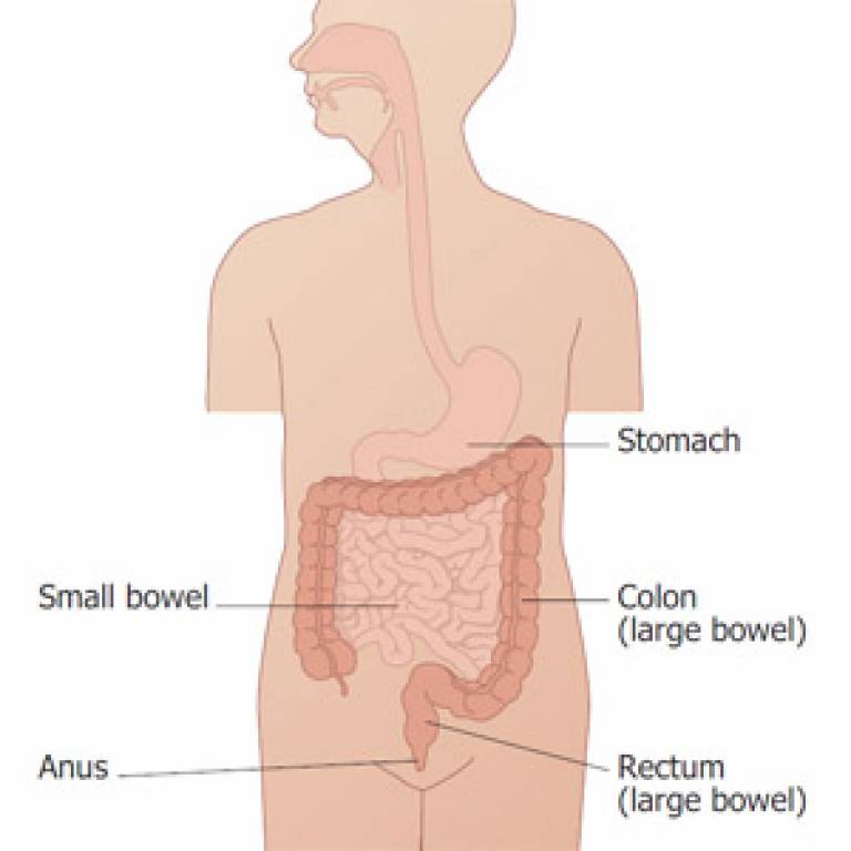 Diagram of the bowels