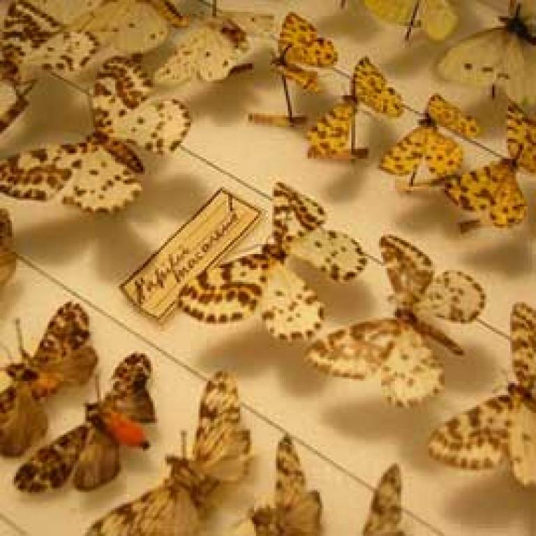 Butterflies at the Grant Museum