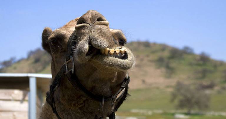 Camel Teeth