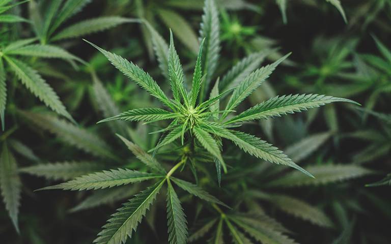 Cannabis has same effect on adolescents and adults, and CBD doesn't dampen  effects | UCL News - UCL – University College London