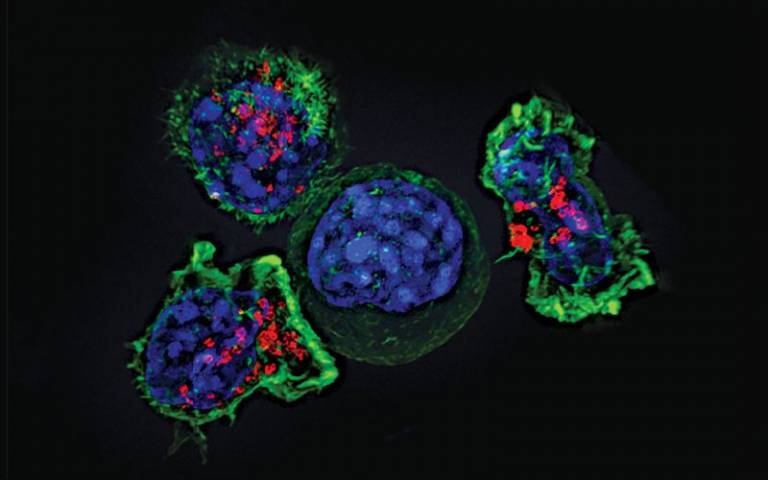 Killer T-cells surround a cancer cell, credit National Institutes of Health