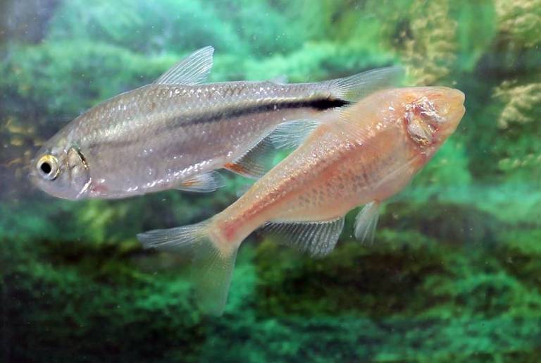 Mexican tetra fish and Pachon cave fish