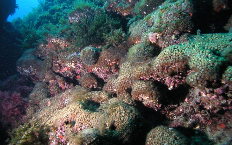 A reef of corals underwater.