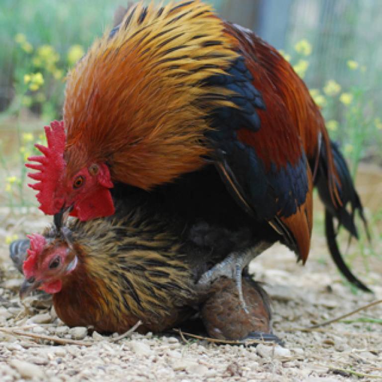 Chickens mating