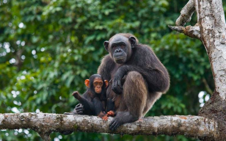 Chimpanzees in trees