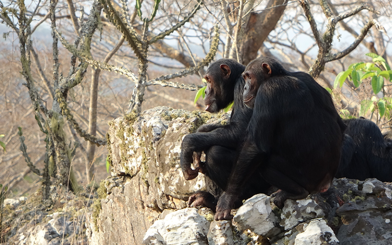 Two adult male chimpanzees look out across dry woodland vegetation, characteristic of the Issa Valley savanna - mosaic habitat where these chimpanzees live. Despite their open and dry habitat.