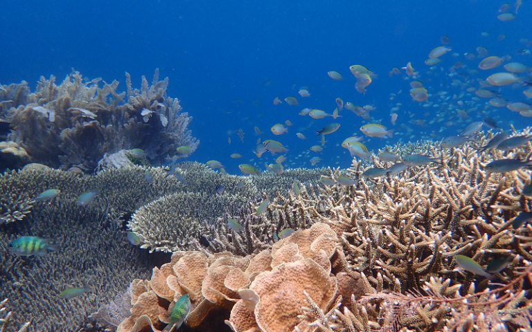 Healthy Coral Reef - Credit Tim Lamont