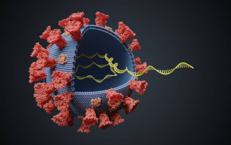 3D illustration of SARS-CoV-2 Virus showing RNA molecule inside. Credit: iStock/vchal
