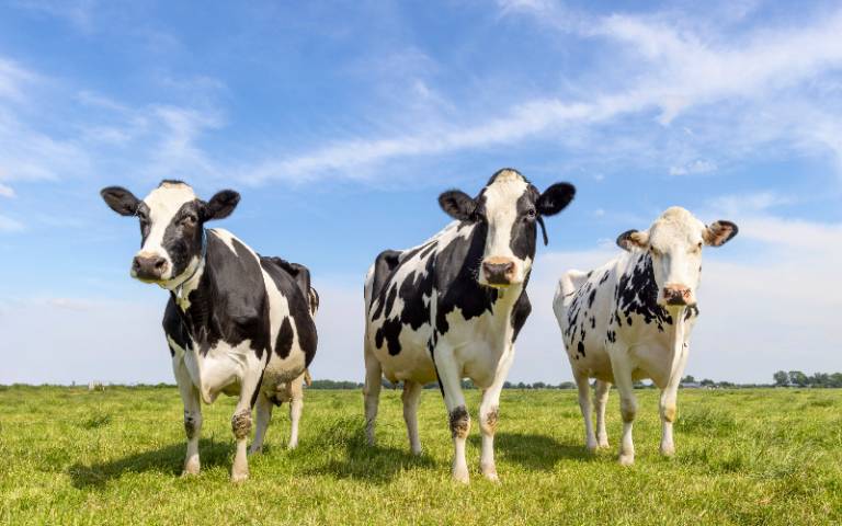 Three cows standing in a field. 