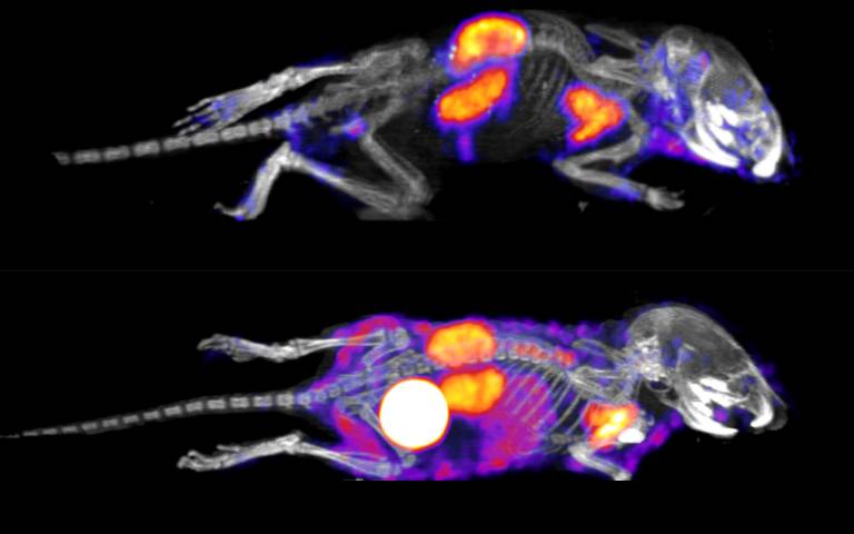 scans of mice with mRNA treatment