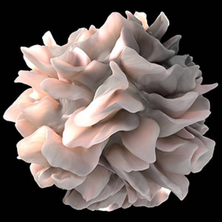 Dendritic cell revealed