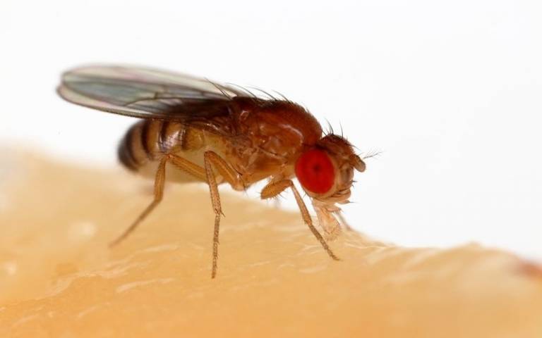 The common fruit fly (Drosophila melanogaster) 