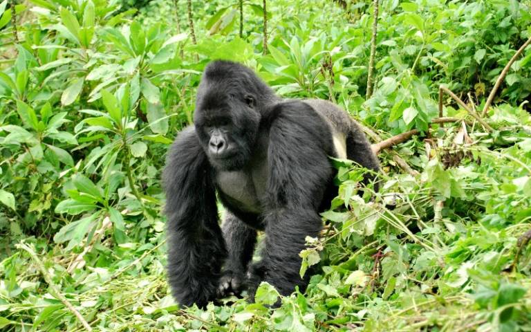Eastern gorilla