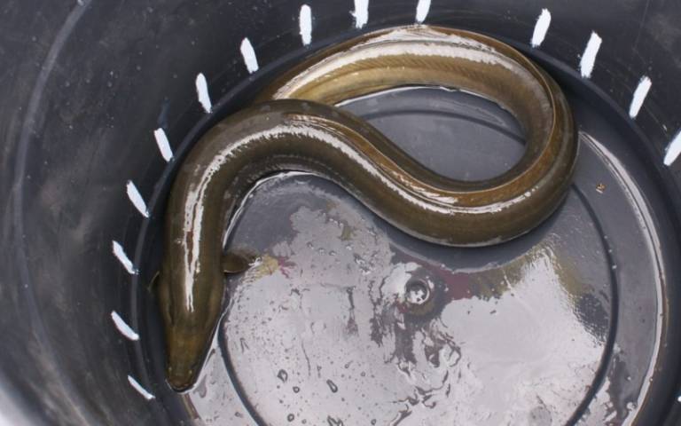 An eel in a bucket