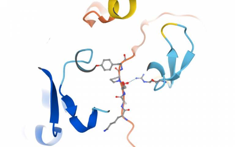 In this study researchers investigated the role of FAN1 - a DNA repair protein